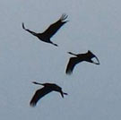 Dossier: We are All Gaza