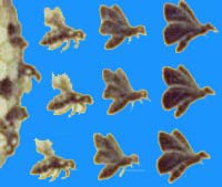 Métamorphose selon Béatrice Libert