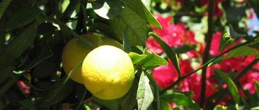 'Jours tranquilles à Ramallah'