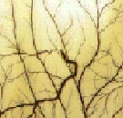 Gaza: la tentation de l'oubli