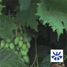 Enquête n°1: Jeunes Méditerranéens