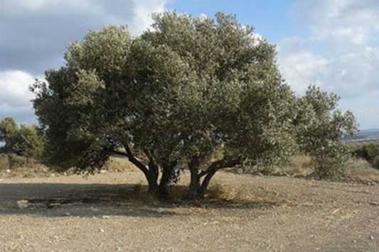 Faire du beau avec la boue... Portrait de Mahmoud Darwich