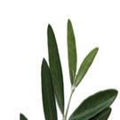 Dossier. Réflexions sur les révolutions arabes