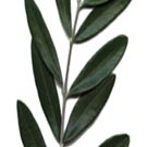 Dossier. Réflexions sur les révolutions arabes