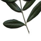 Dossier. Réflexions sur les révolutions arabes