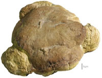 Un musée virtuel des céréales.. vieilles de 2500 ans…