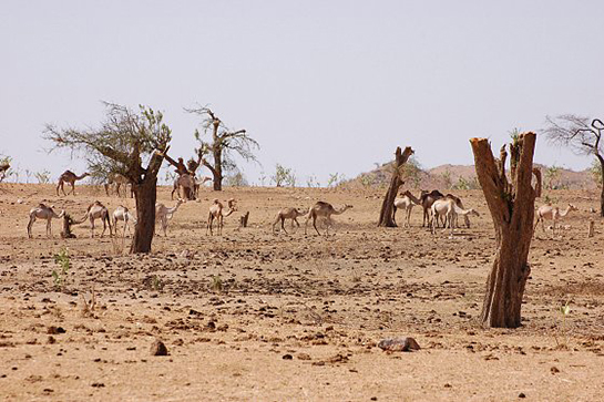 //Drought in Sudan, 2007.  - Unep, 2007. 