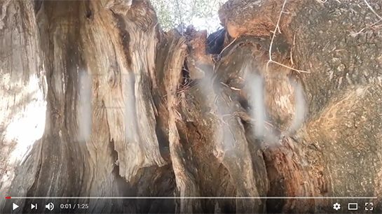 //Hayet AYAD Un chant pour la terre