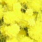 Donne del Mediterraneo. Un passo avanti e due indietro