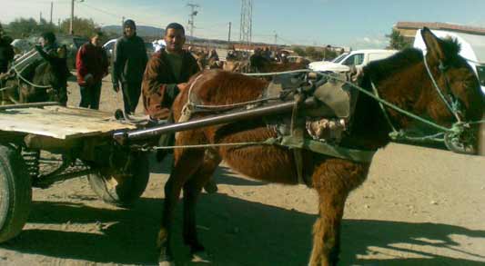 Ritratto della gioventù tunisina