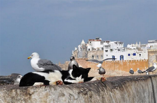 //© Annamaria Rivera