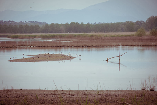 //Nel cuore del Padule, luogo di passaggio e nidificazione di molte specie di uccelli migratori