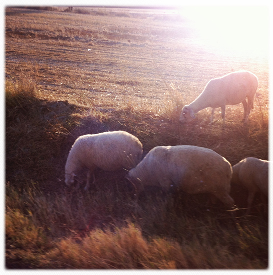 //Penisola di Gallipoli.