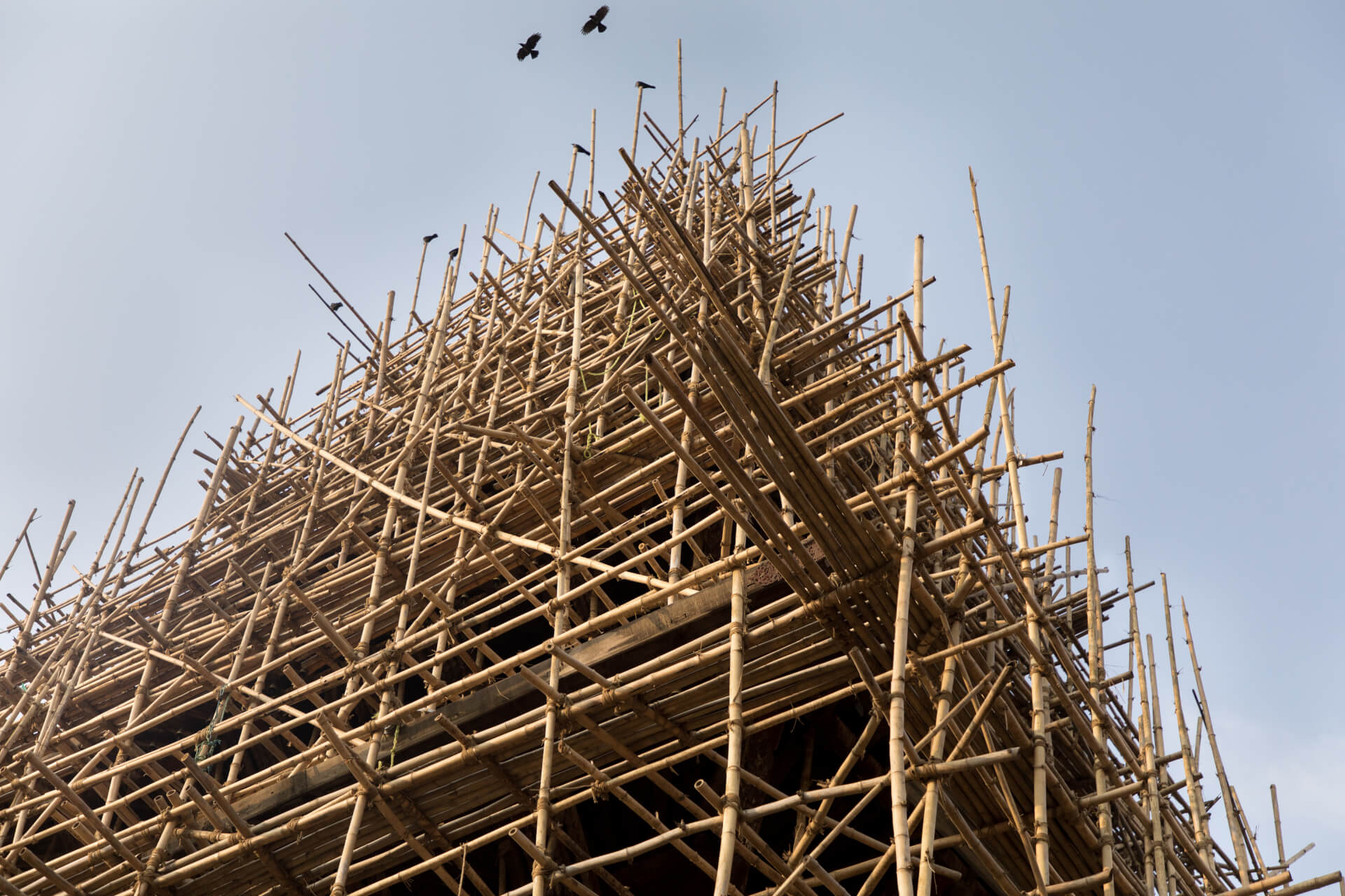 Bamboo | Both Nomads