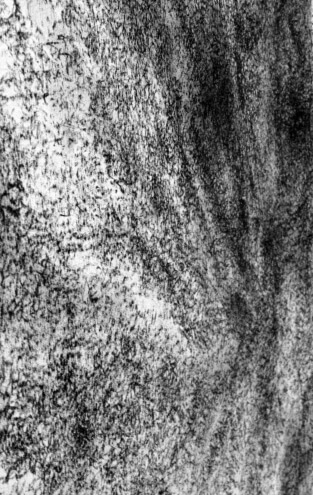 Non-Dits Juillet-Août | liguori charlotte