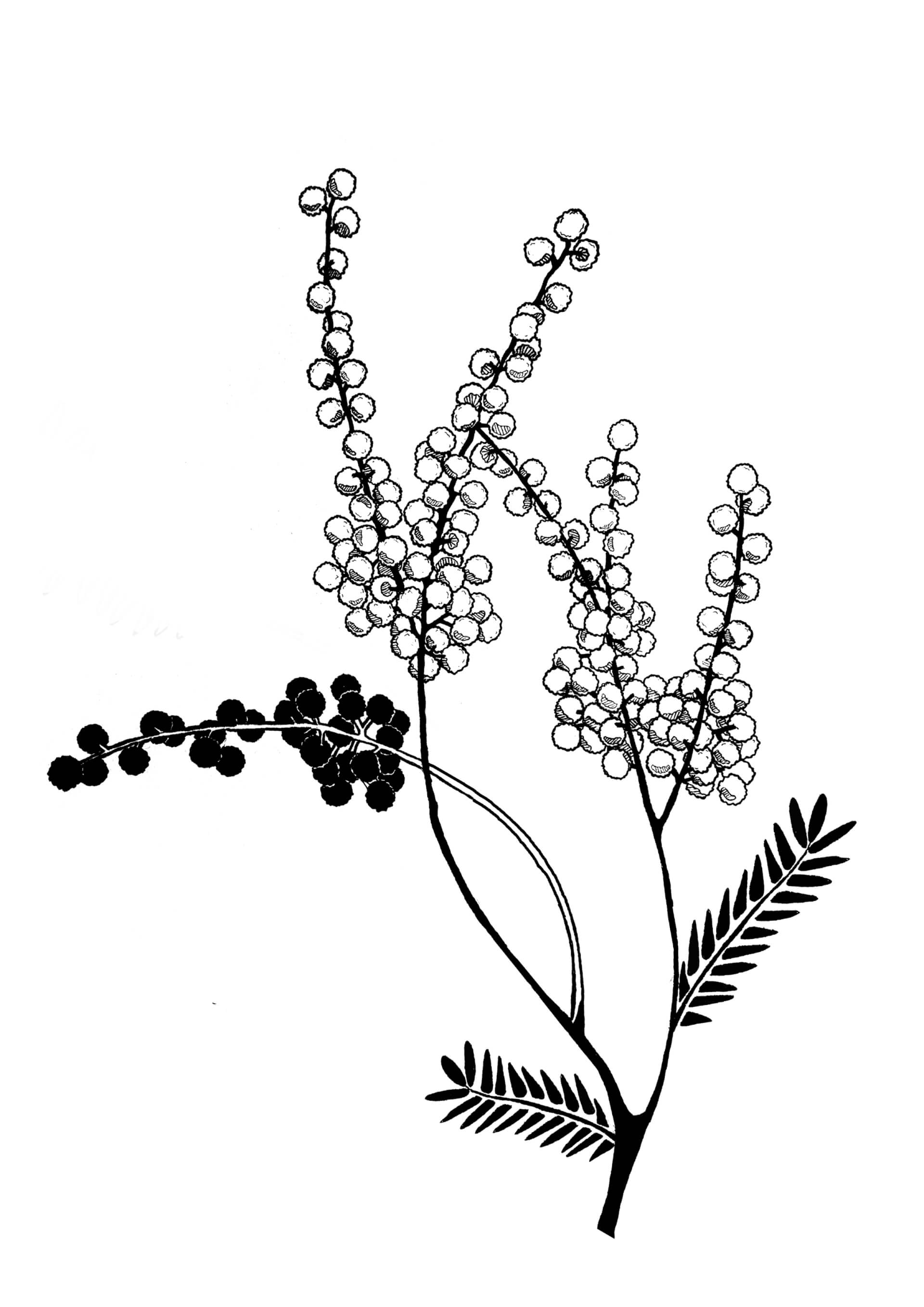 Tattoo - Mimosa | Canaille Illustration