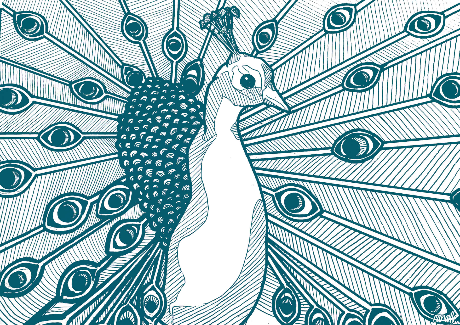 Paon | Canaille Illustration