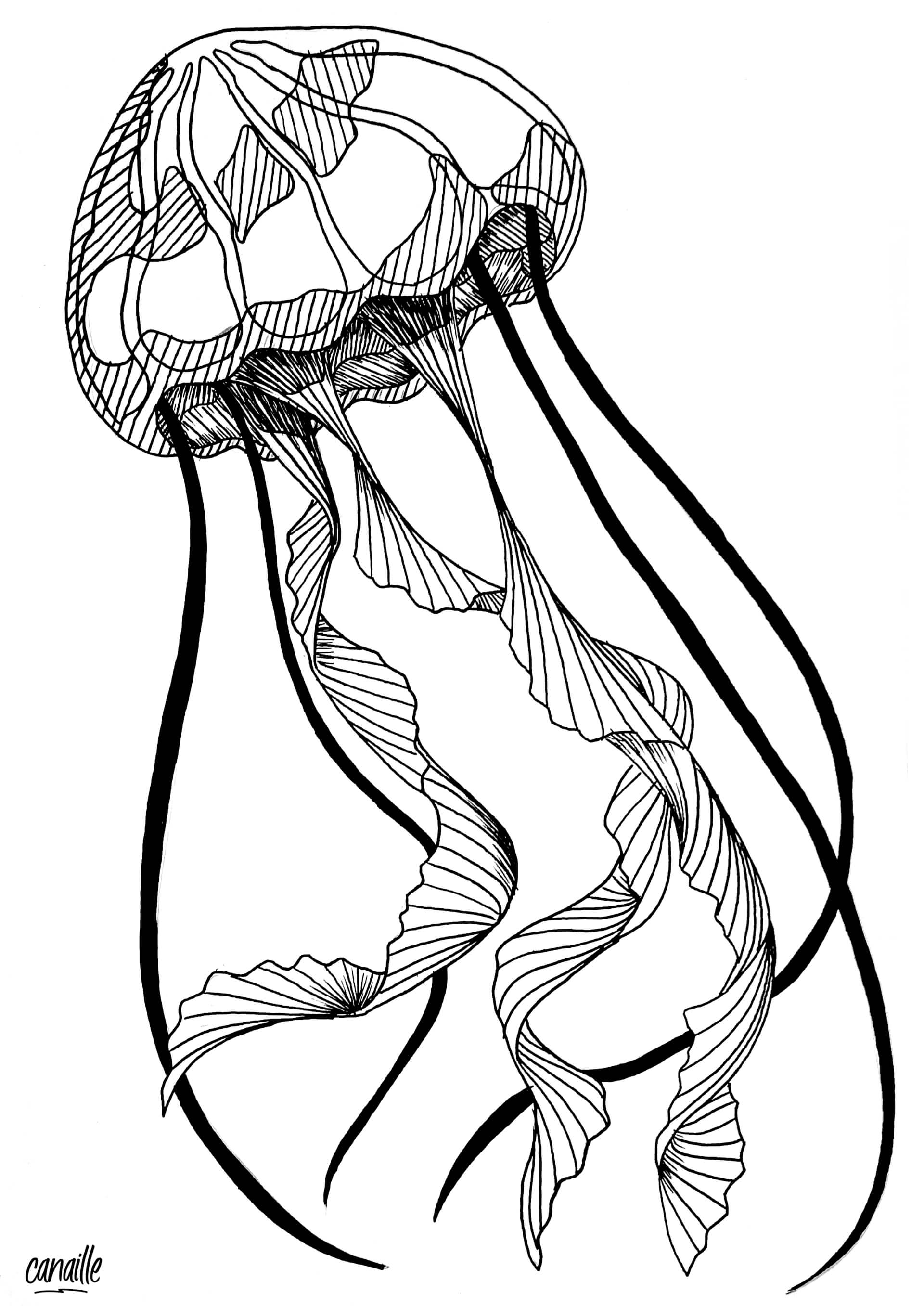 Méduse - blanc | Canaille Illustration