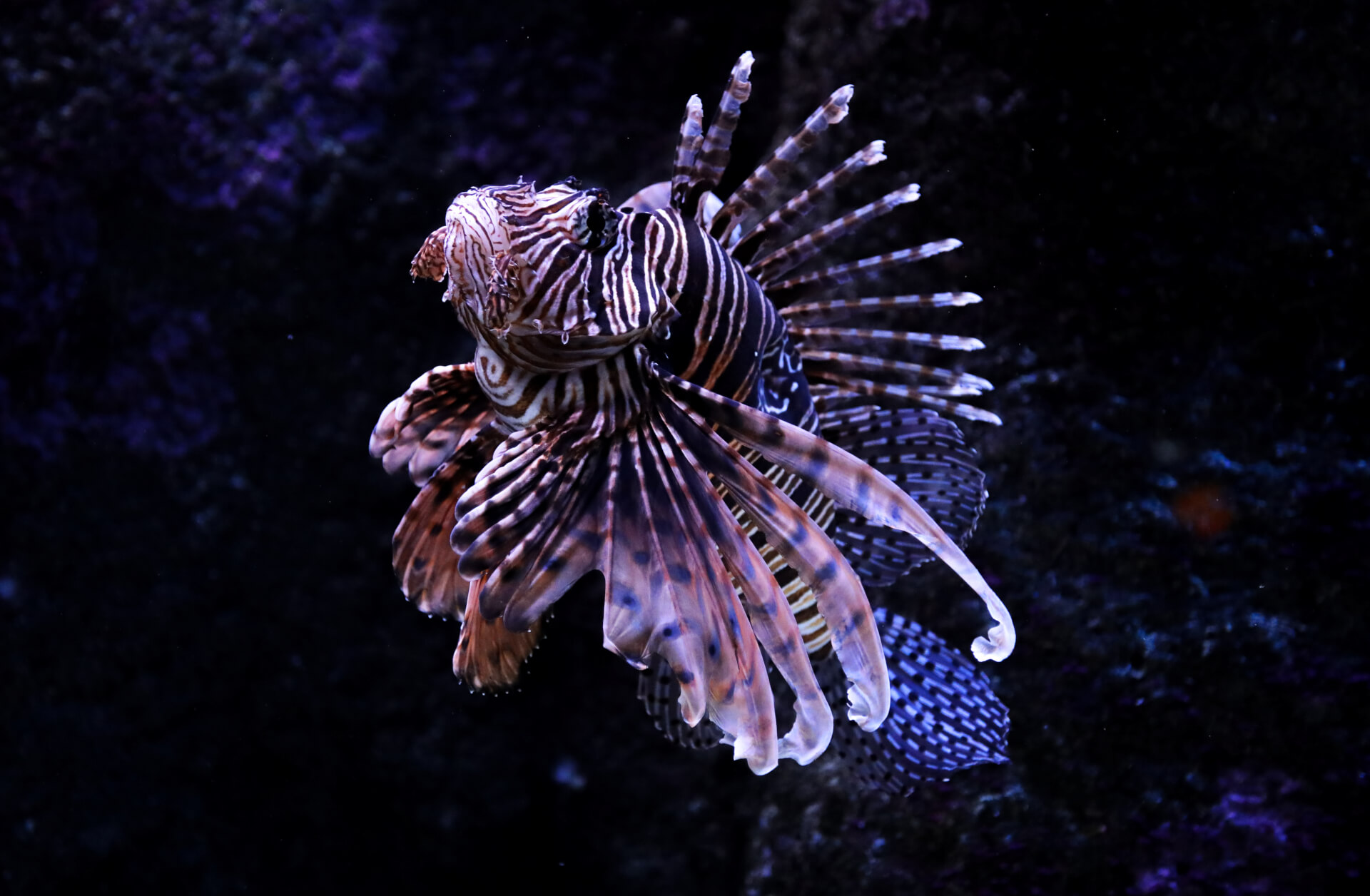 Sea Creature II | Both Nomads