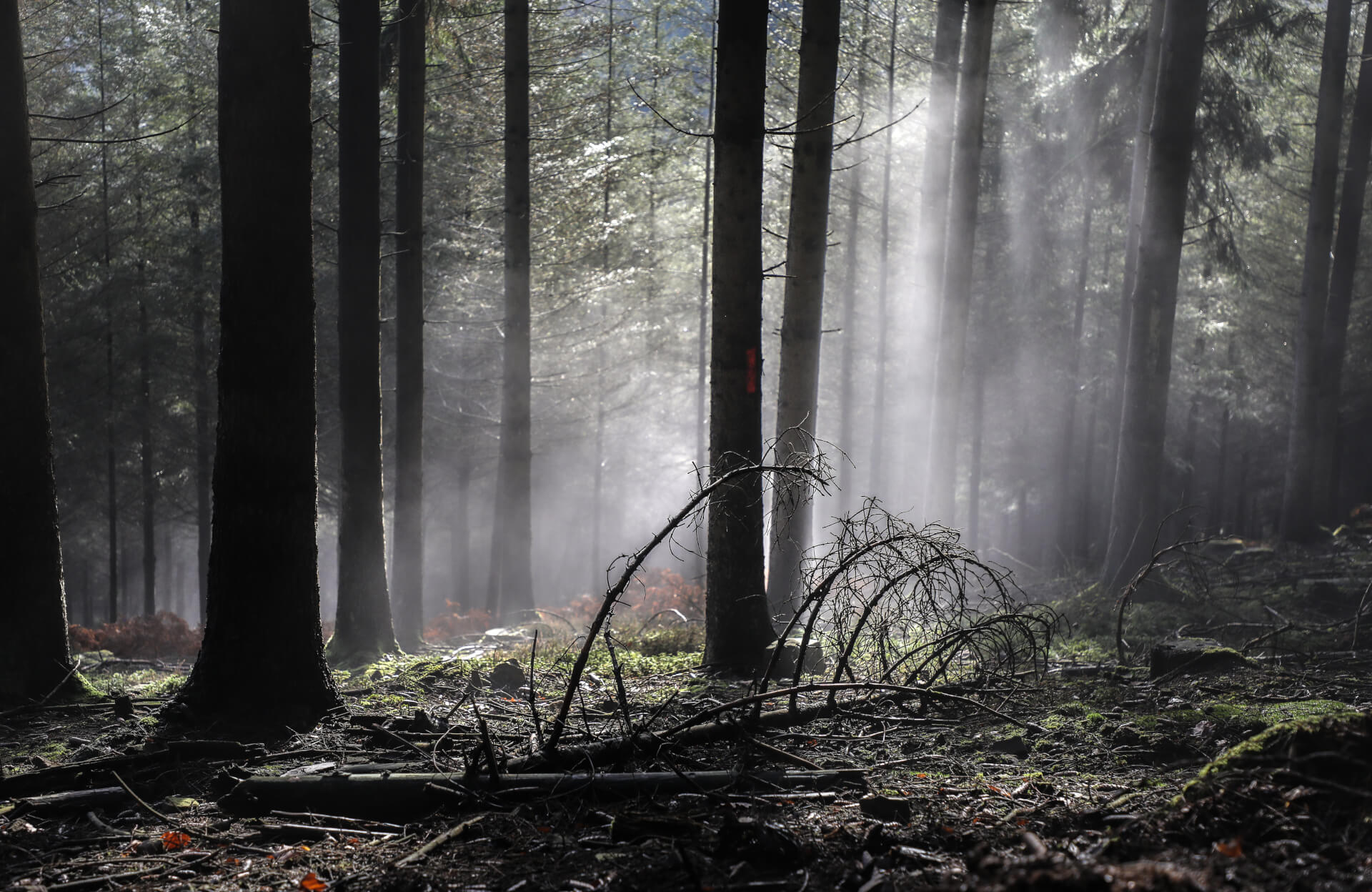 Ardennes Magic | Both Nomads