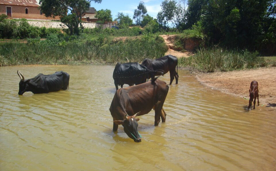 Parrainage Zebu | Le Lémurien - Maison de Madagascar