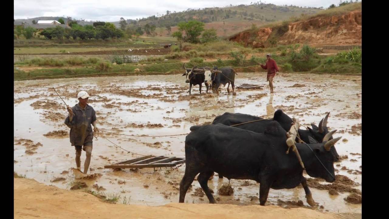 Collège St PAUL - Lycée Notre DAME Rezé - 10ans Partenariat Lémurien | Le Lémurien - Maison de Madagascar