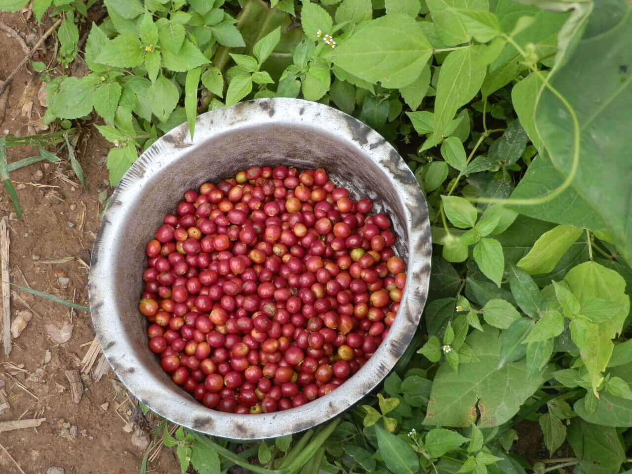 Voix de la communauté : entretien avec Jacques Ngarassal Saham, militant anti-corruption au Tchad | Forus