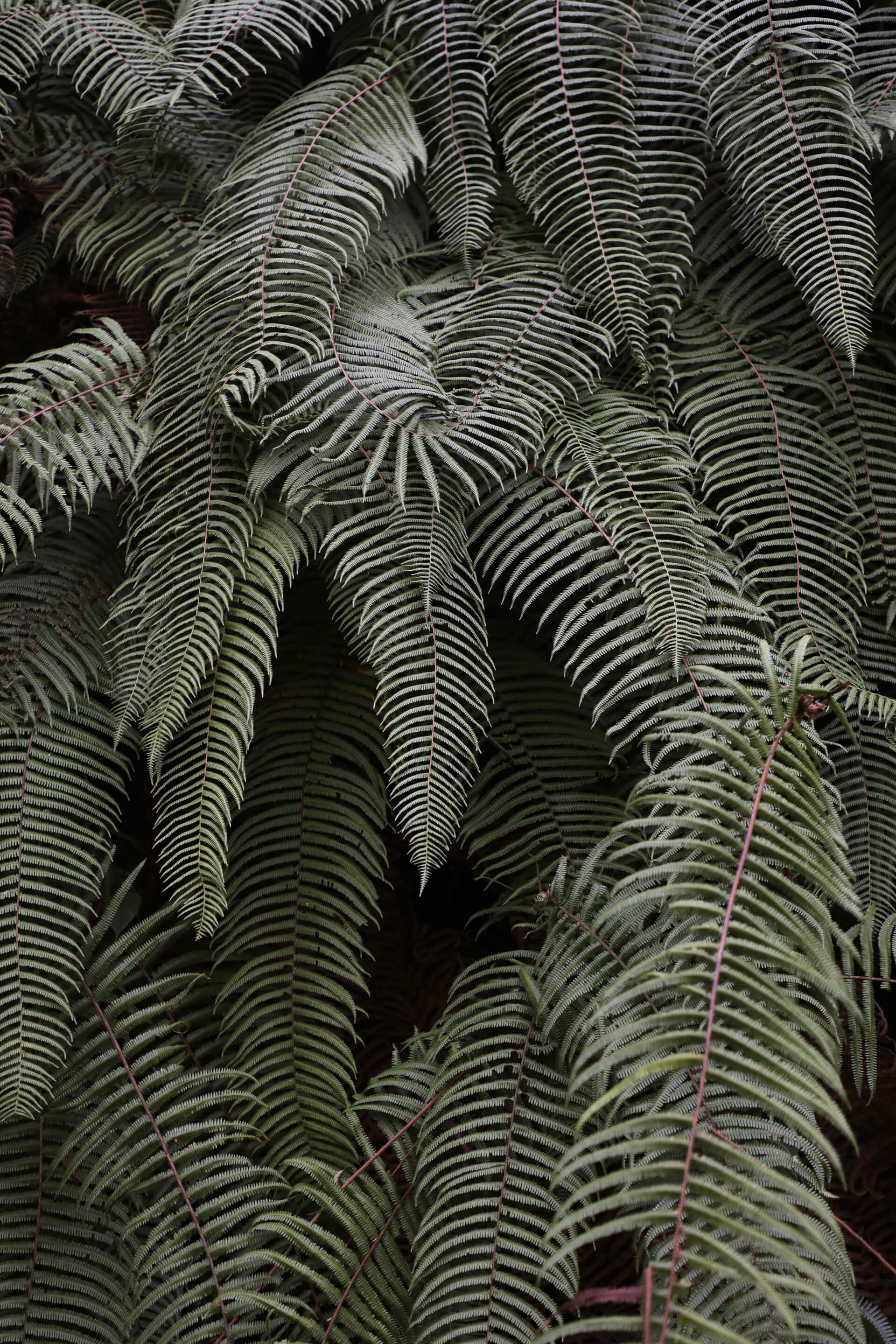 Leaves | Both Nomads