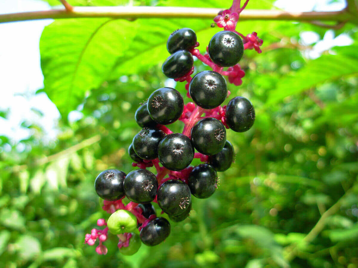 Raisin d’Amérique : ancien colorant alimentaire | christophe-henry