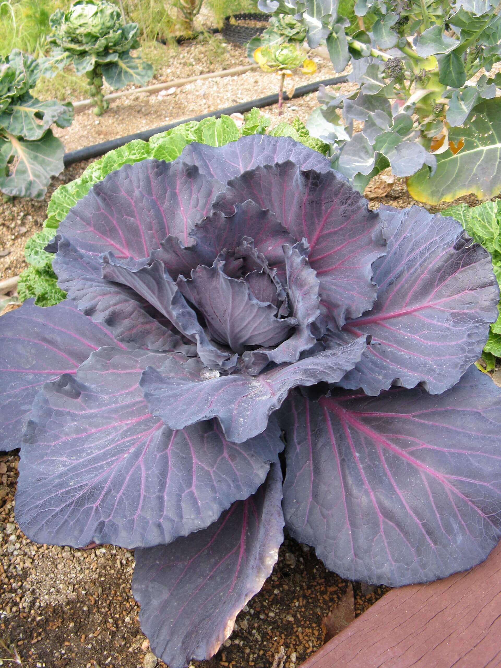Chou rouge : source de bleu | christophe-henry