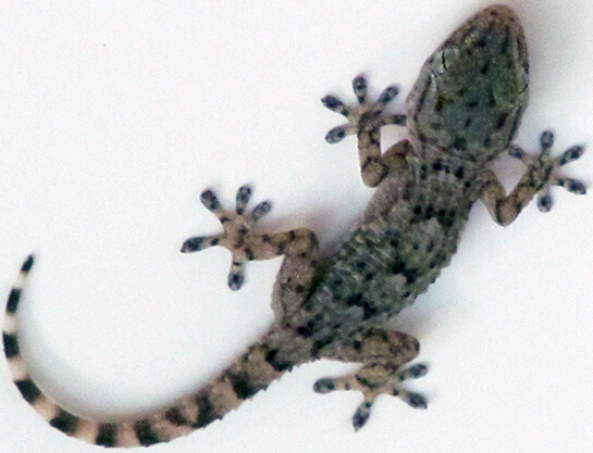 Gecko | Babelmed