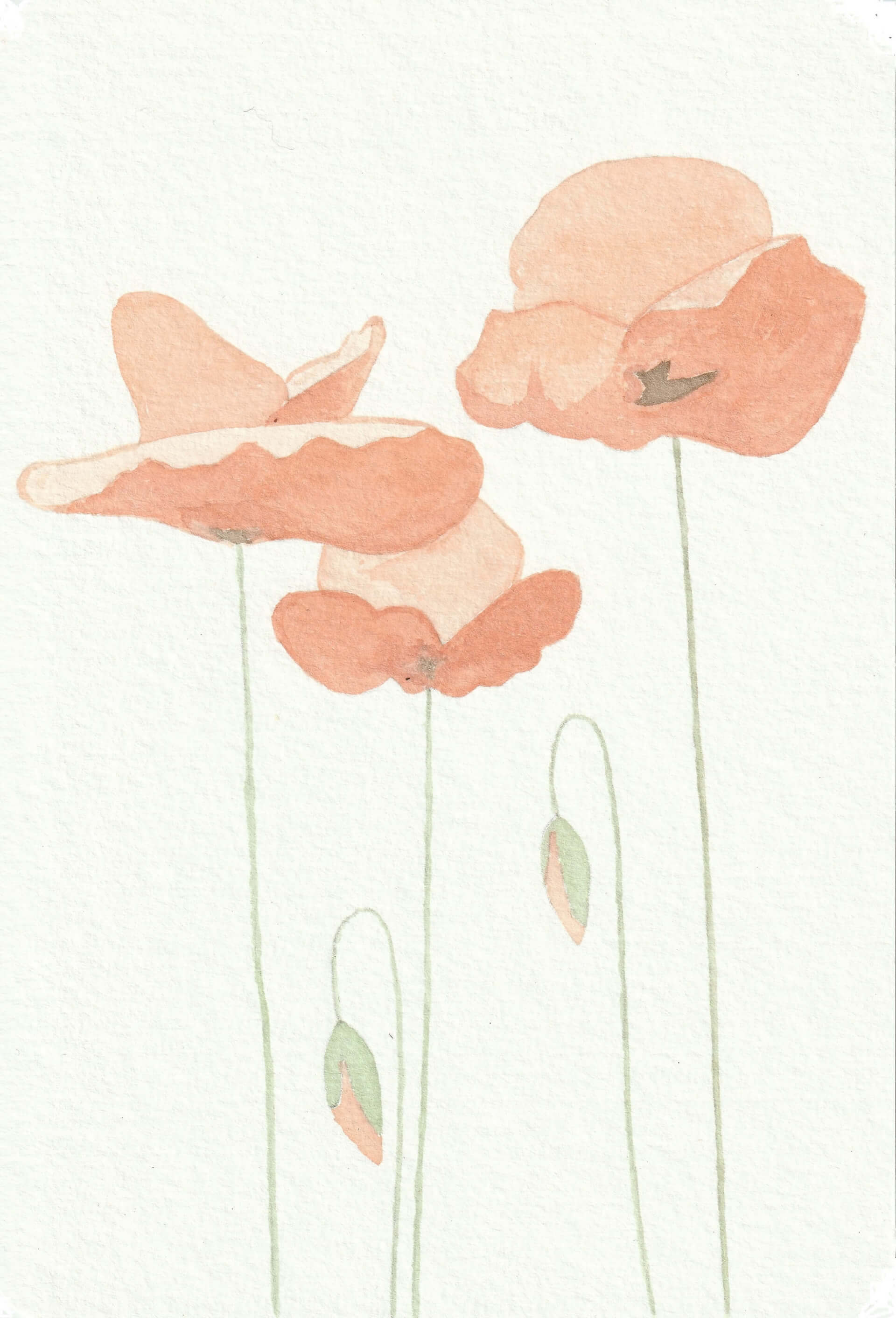 Coquelicots (04) | christophe-henry
