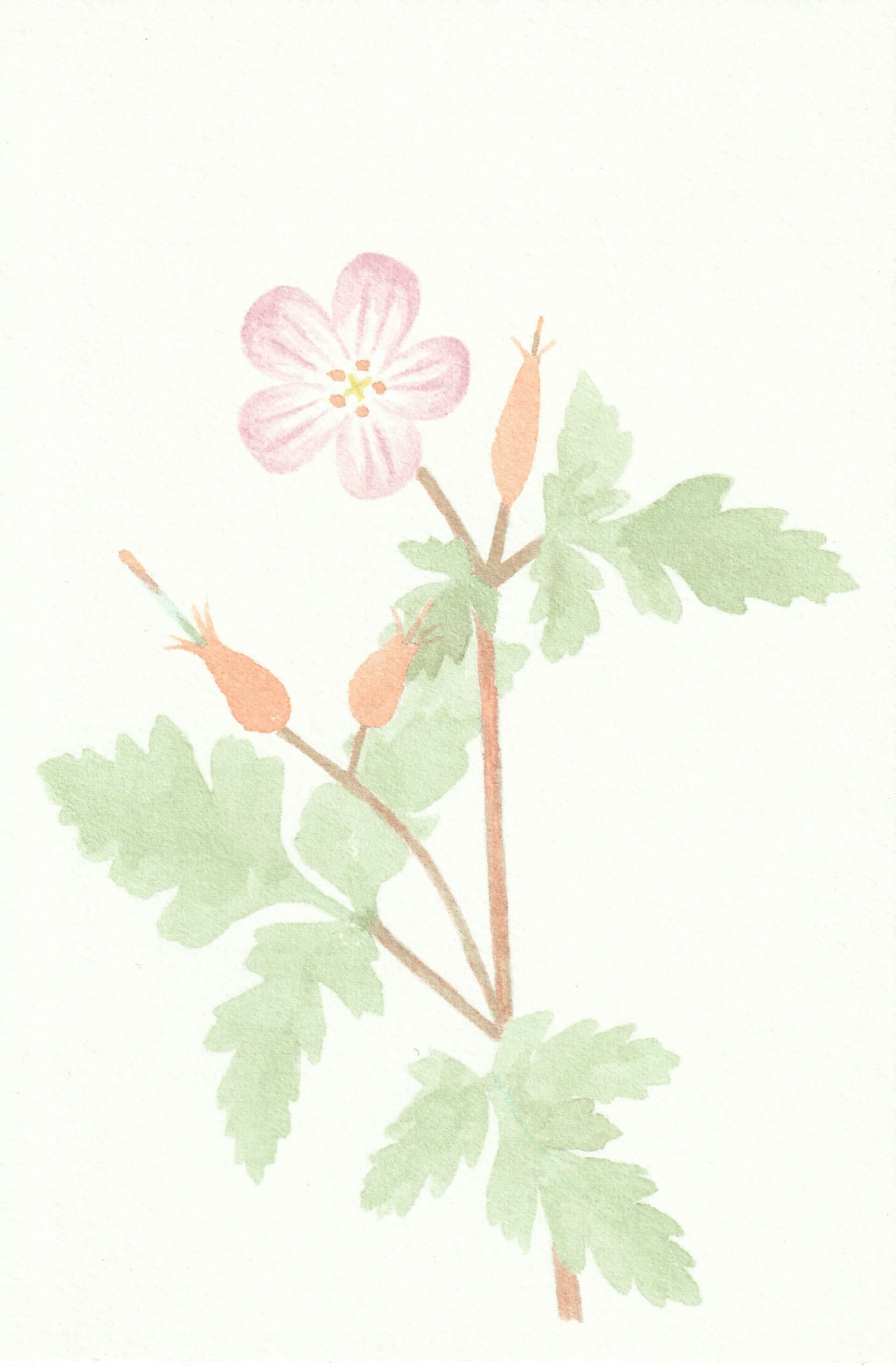 Géranium herbe à Robert | christophe-henry