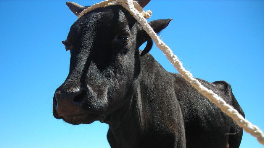 Parrainage de Zébu | Le Lémurien - Maison de Madagascar