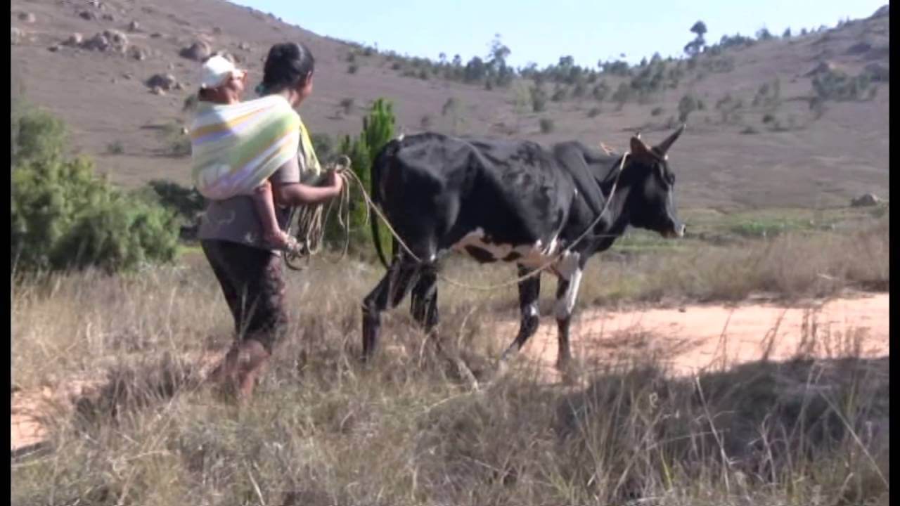 DES ZEBUS ET DES HOMMES 2ème partie - ONG Le LEMURIEN | Le Lémurien - Maison de Madagascar