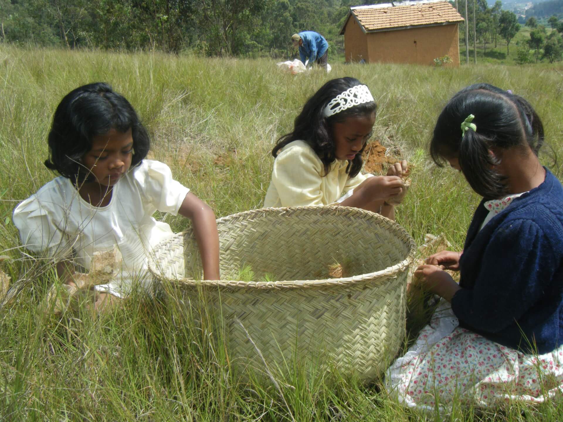 Reboisement | Le Lémurien - Maison de Madagascar