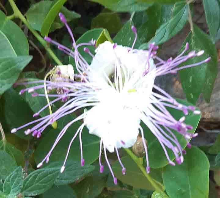 Fleur de câpres | Babelmed