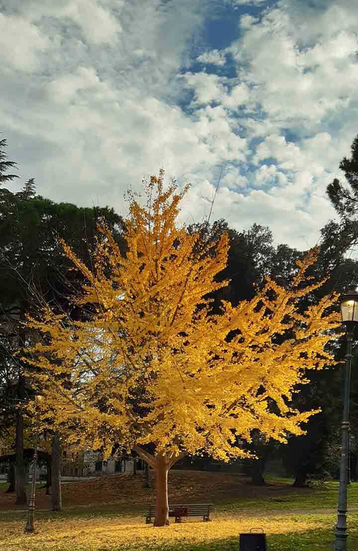 L'automne | Babelmed