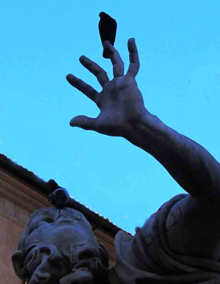 Pigeon... | Babelmed