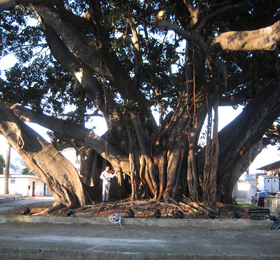 Violoniste... | Babelmed