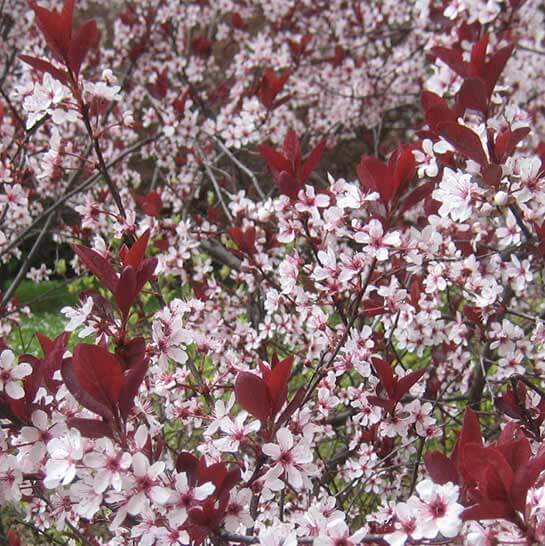 Le printemps | Babelmed