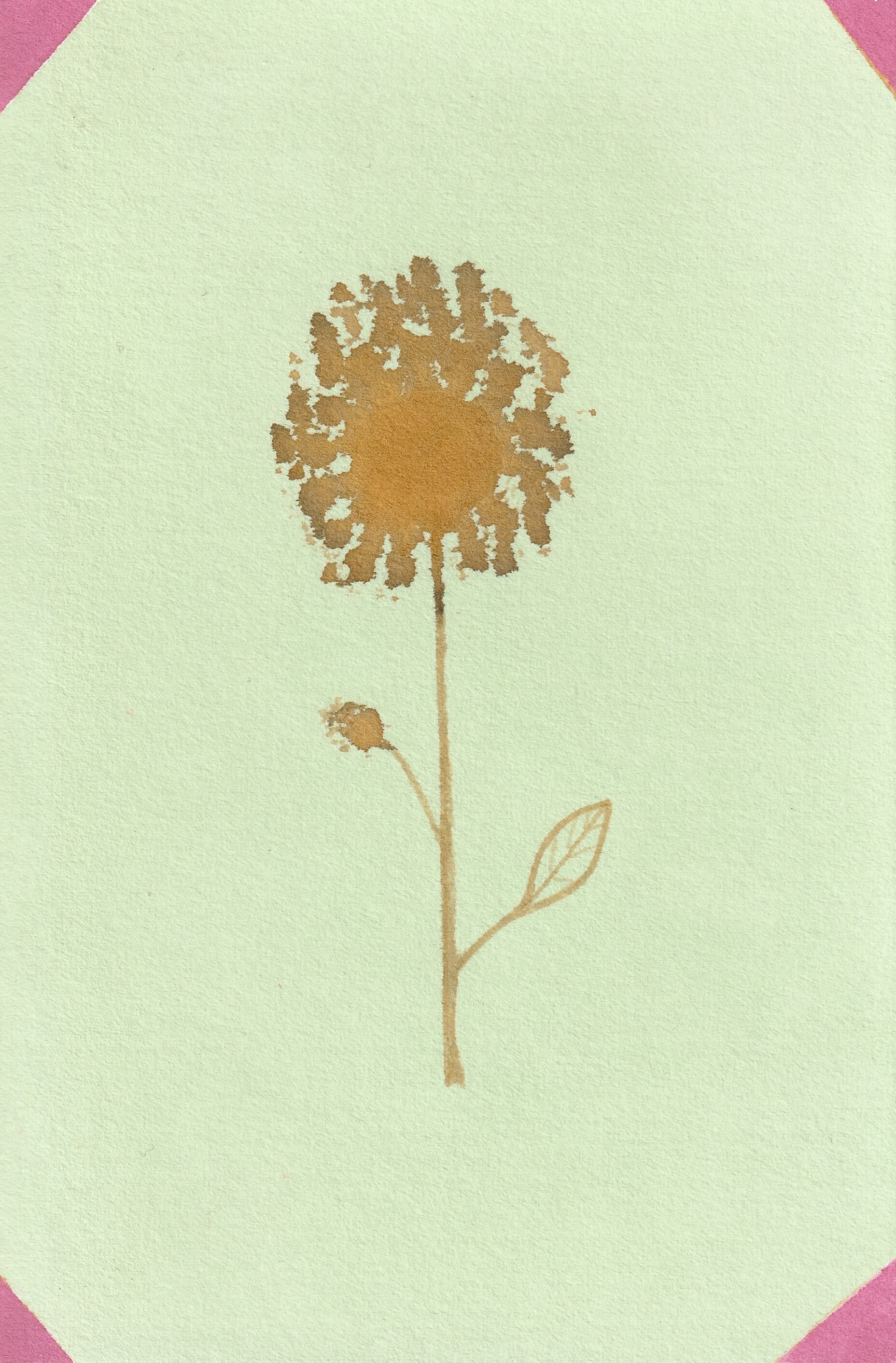 Duo Rose | christophe-henry