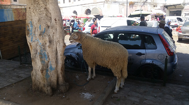Aïd dans la médina, regard d’une femme italienne | Babelmed