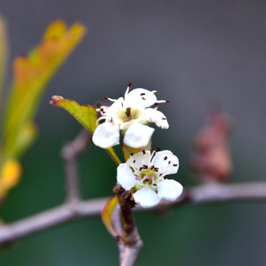 Aubépine | Melisse et Camomille