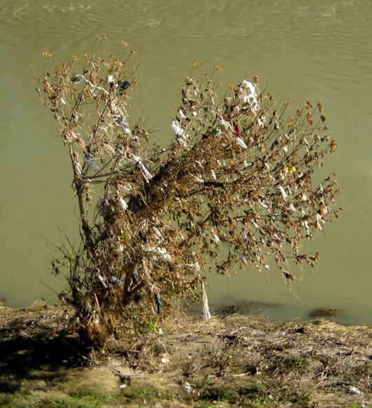 Arbre sur le Tibre | Babelmed