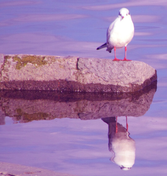 La mouette | Babelmed