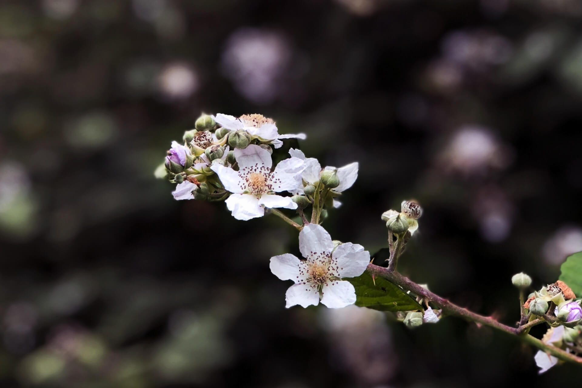 Melisse et Camomille