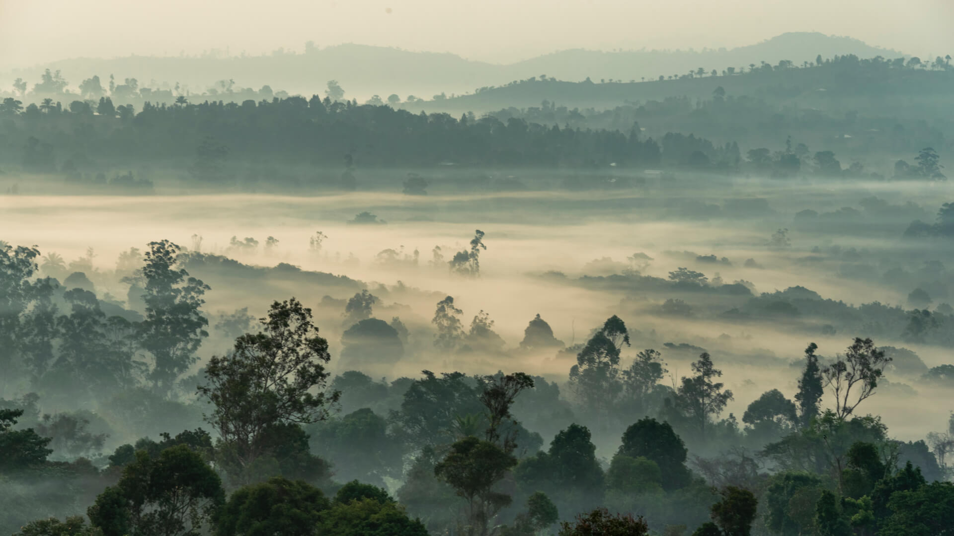 Contribution de aide cameroun, dans l'appréciation des activités menées sur l’intégrité des paysages de mangroves dans le parc national douala-edéa | Appui aux Initiatives de Développement - AIDE Cameroun