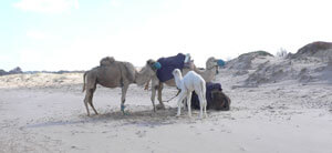 La langue | Babelmed