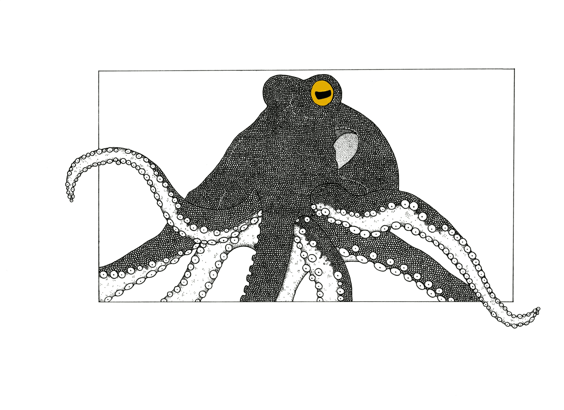 Octopus | Kumo